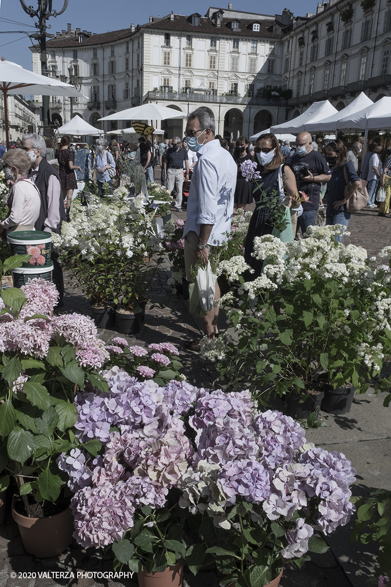 _DSF0023.jpg - 28/06/2020. Torino. Si rinnova l'appuntamento con i vivaisti e con i produttori Agricoli in Piazza Vittorio. AgriFlor Ã¨ realizzato in collaborazione con Rinascente, partner dellâ€™iniziativa. Lo Store in via Lagrange ha ospitato â€œiniziative e talkâ€� allâ€™interno dellâ€™Exhibition Area al piano -1, giÃ  allestita a tema Design&Green con unâ€™incredibile varietÃ  di fiori e piante. Nella foto lo spazio dedicato alla manifestazione in piazza Vittorio Veneto.