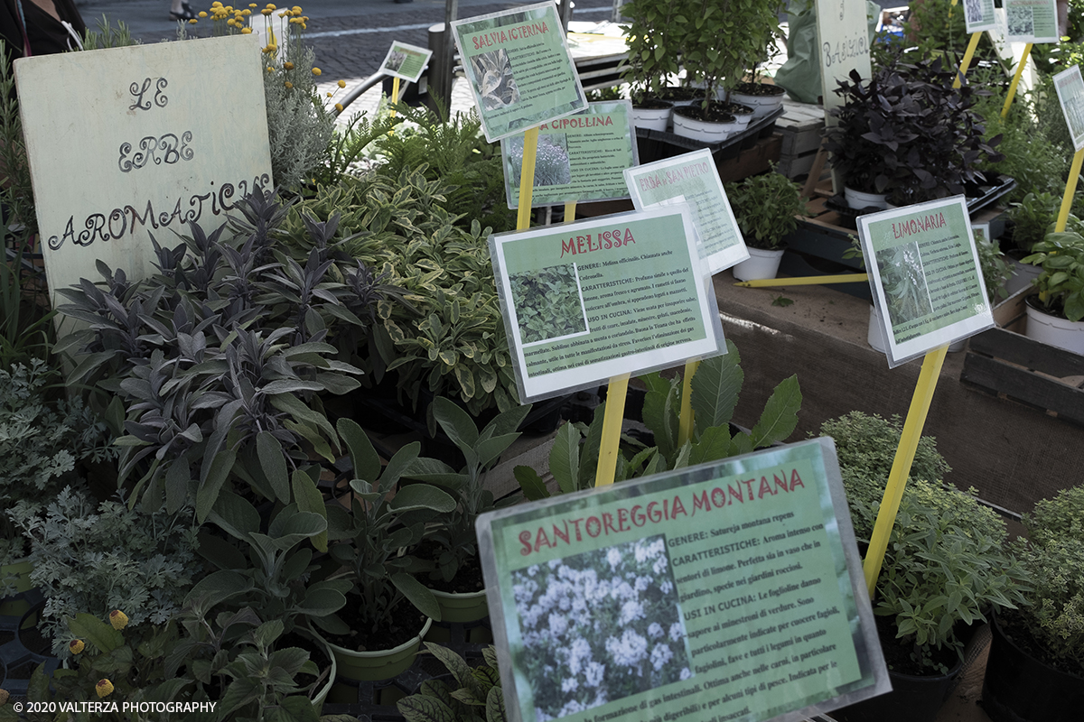 _DSF0090.jpg - 28/06/2020. Torino. Si rinnova l'appuntamento con i vivaisti e con i produttori Agricoli in Piazza Vittorio. AgriFlor Ã¨ realizzato in collaborazione con Rinascente, partner dellâ€™iniziativa. Lo Store in via Lagrange ha ospitato â€œiniziative e talkâ€� allâ€™interno dellâ€™Exhibition Area al piano -1, giÃ  allestita a tema Design&Green con unâ€™incredibile varietÃ  di fiori e piante. Nella foto varietÃ  di Erbe aromatiche.