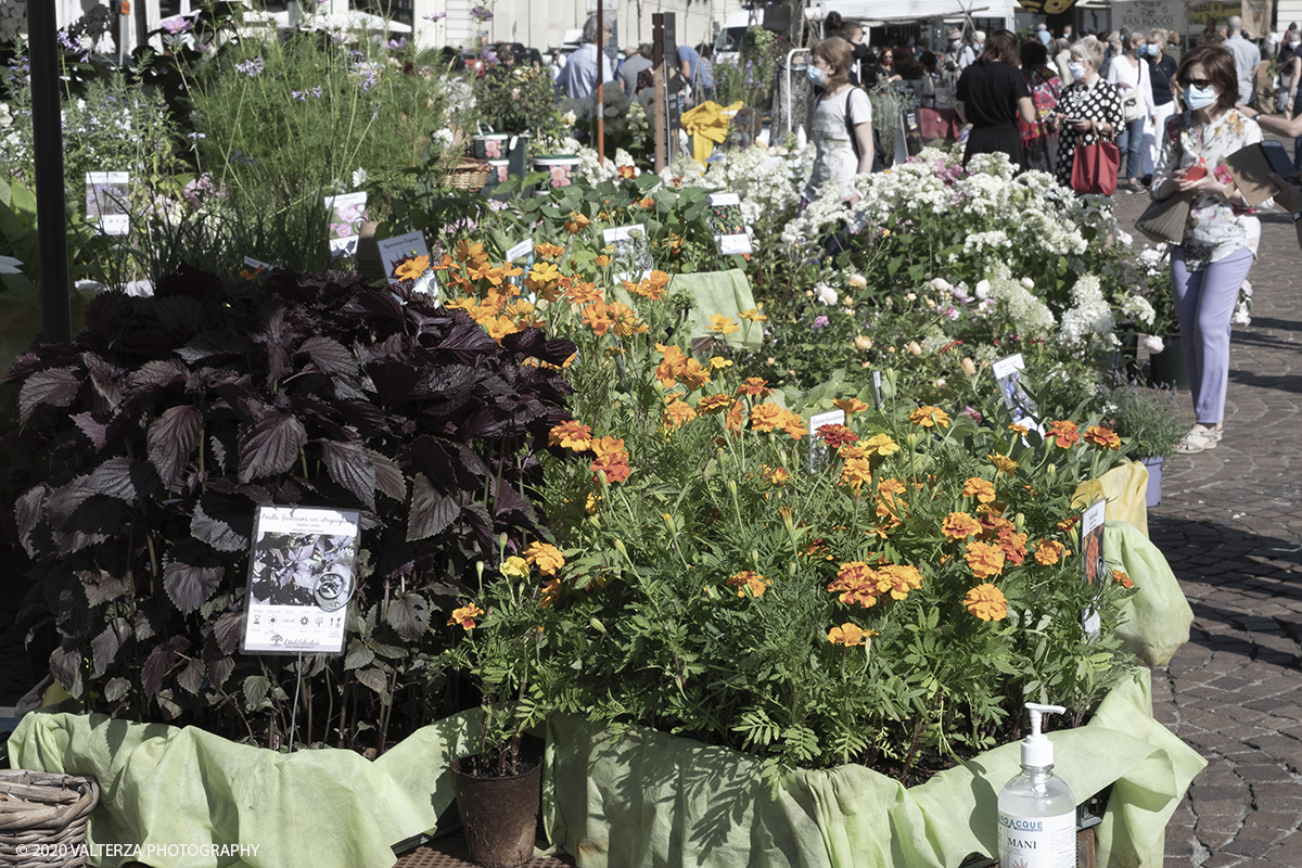 _DSF9837.jpg - 28/06/2020. Torino. Si rinnova l'appuntamento con i vivaisti e con i produttori Agricoli in Piazza Vittorio. AgriFlor Ã¨ realizzato in collaborazione con Rinascente, partner dellâ€™iniziativa. Lo Store in via Lagrange ha ospitato â€œiniziative e talkâ€� allâ€™interno dellâ€™Exhibition Area al piano -1, giÃ  allestita a tema Design&Green con unâ€™incredibile varietÃ  di fiori e piante. Nella foto lo spazio dei Vivai Pozzo in piazza Vittorio.