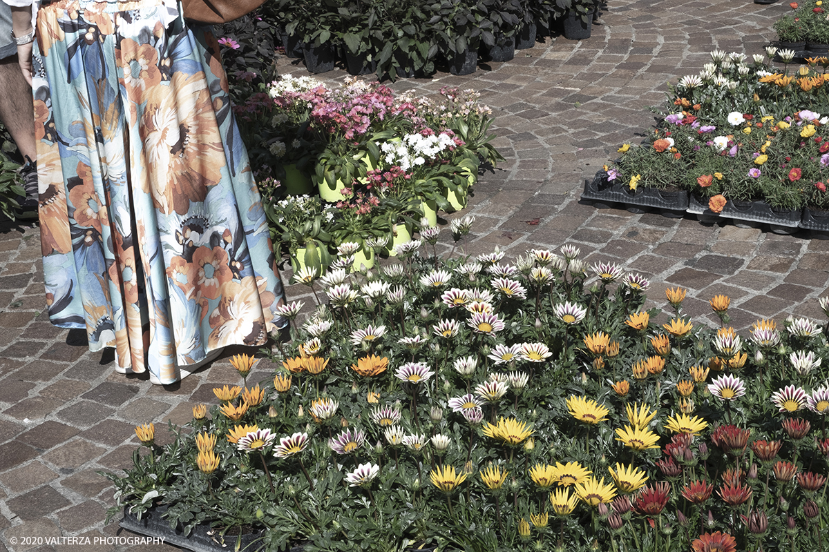 _DSF9912.jpg - 28/06/2020. Torino. Si rinnova l'appuntamento con i vivaisti e con i produttori Agricoli in Piazza Vittorio. AgriFlor Ã¨ realizzato in collaborazione con Rinascente, partner dellâ€™iniziativa. Lo Store in via Lagrange ha ospitato â€œiniziative e talkâ€� allâ€™interno dellâ€™Exhibition Area al piano -1, giÃ  allestita a tema Design&Green con unâ€™incredibile varietÃ  di fiori e piante. Nella foto in Piazza Vittorio spazio dedicato a vivaisti provenienti dalLago Maggiore.