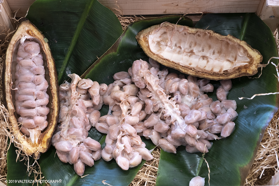 _DSF9214.jpg - 22/03/2019.TORINO. Giornata inaugurale dell secoda edizione dei DOLCI PORTICI. Nella foto  illustrazione del processo di produzione del cioccolato nello stand della DA. Le fave crude della bacca di cacao.