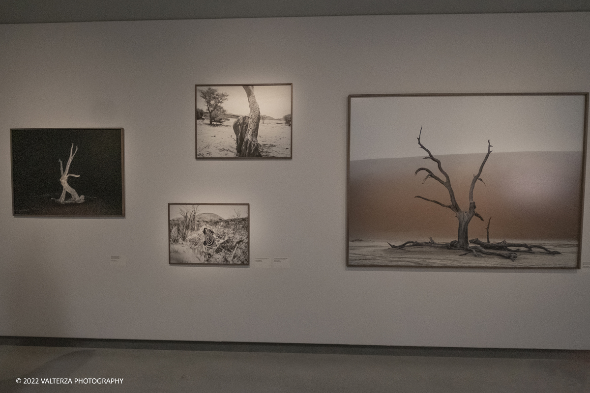 _DSF9975.jpg - 16/05/2022. Torino. Intesa San Paolo ha inaugurato oggi Le "Gallerie d'Italia Torino"quarto museo del gruppo, diecimila mq di percorsoespositivo su cinque piani dedicati alla fotografia ed al Barocco. Nella foto immagini della Namibia