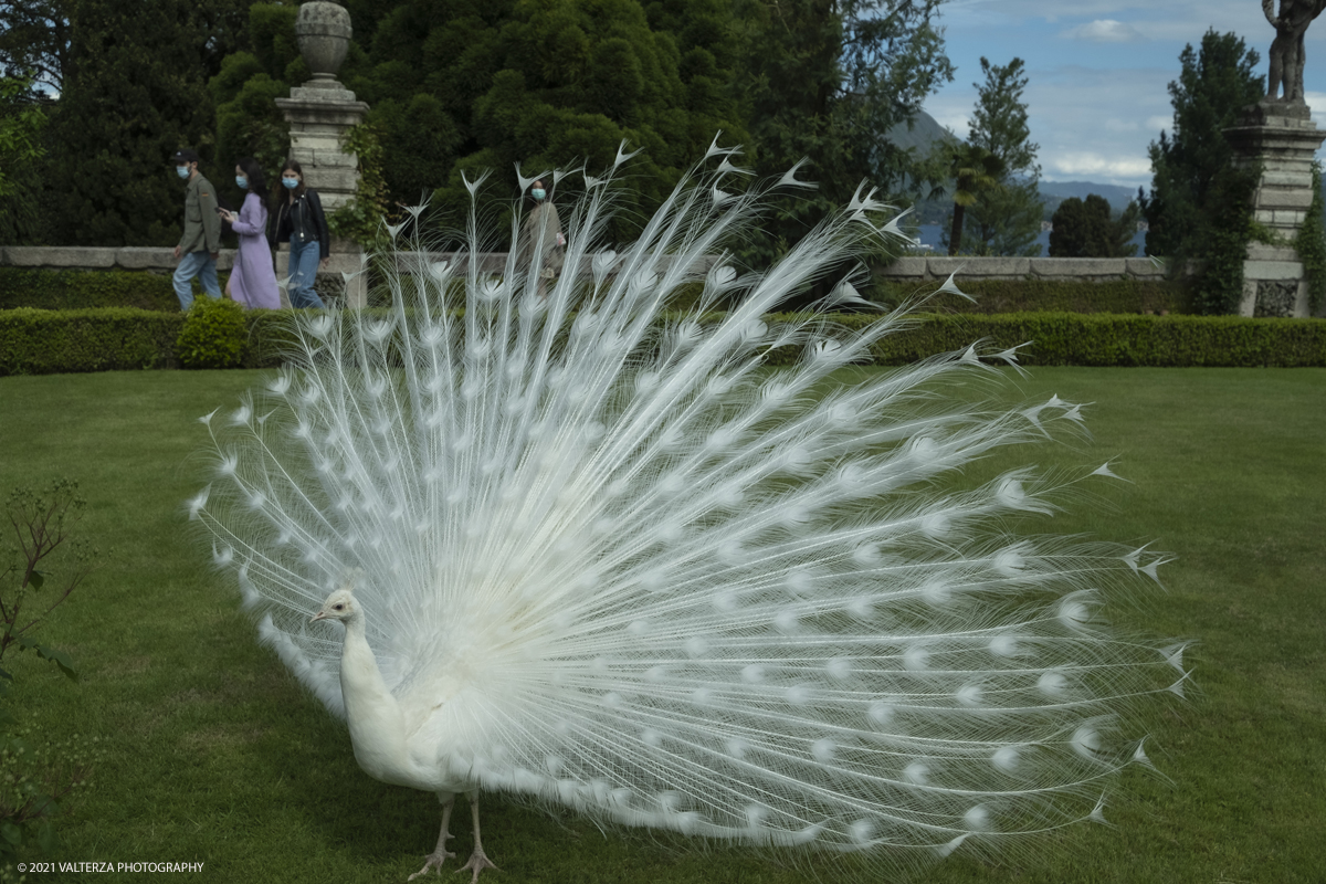 _DSF3791.jpg - 02/05/2021. Stresa. Dal weekend appena trascorso i visitatori possono ammirare le fioriture dei giardini e riscoprire i tesori storici e artistici nel palazzo Borromeo dell'Isola Bella. Nella foto pavone bianco nei giardini mentre fÃ  l ruota