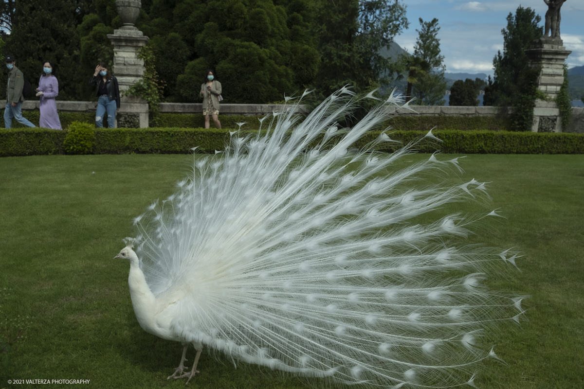 _DSF3793.jpg - 02/05/2021. Stresa. Dal weekend appena trascorso i visitatori possono ammirare le fioriture dei giardini e riscoprire i tesori storici e artistici nel palazzo Borromeo dell'Isola Bella. Nella foto pavone bianco nei giardini mentre fÃ  l ruota