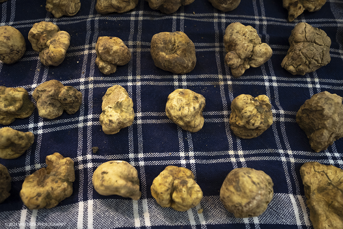 _DSF1427.jpg - 09/10/2021. Alba. Il mercato mondiale della fiera Ã¨ il punto di convergenza dell'evento dove Ã¨ possibile acquistare esemplari certificati di tartufo bianco. Nella foto esemplari di tartufo in vendita dai trifulau.