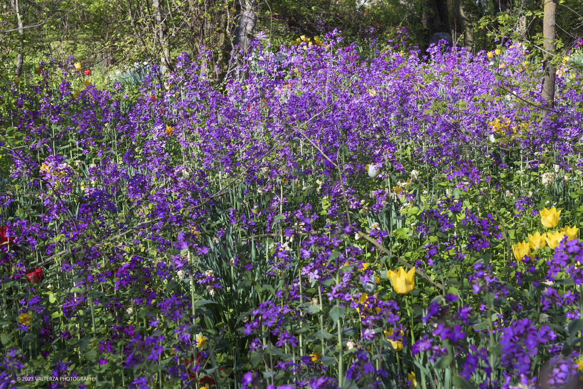 _G3I6721.jpg - 01/04/2023. Torino. La riapertura del parco del castello di Pralormo annuncia ogni anno la primavera con la straordinaria fioritura di piÃ¹ di 100.000 tulipani.. Nella foto fioriture nel boschetto aantistante la facciata del Castello