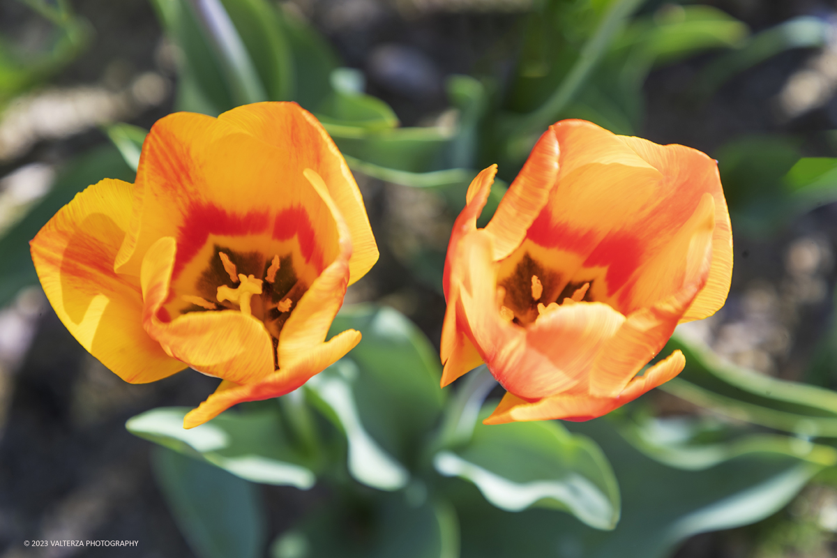 _G3I6893.jpg - 01/04/2023. Torino. La riapertura del parco del castello di Pralormo annuncia ogni anno la primavera con la straordinaria fioritura di piÃ¹ di 100.000 tulipani.. Nella foto la fioritura di diverse varietÃ  di tulipani tra i centomila facenti parte dell'impiantamento di ogni anno.