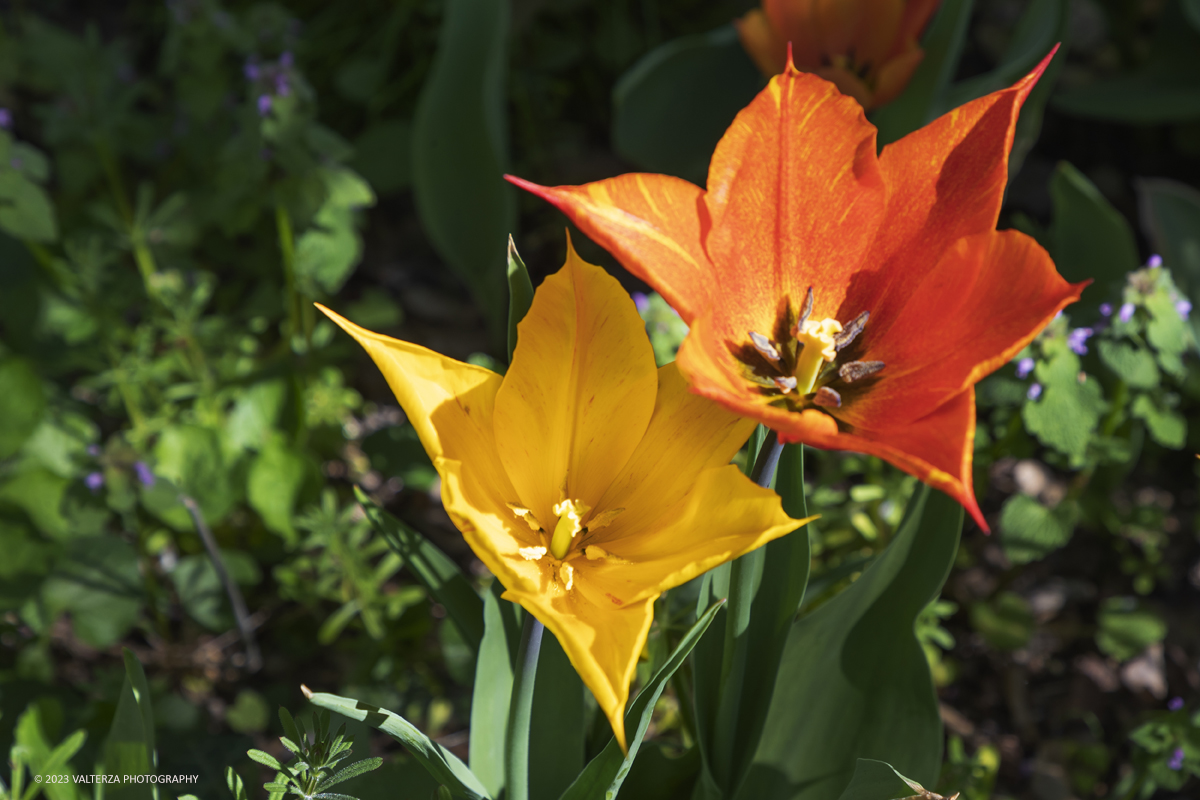 _G3I6899.jpg - 01/04/2023. Torino. La riapertura del parco del castello di Pralormo annuncia ogni anno la primavera con la straordinaria fioritura di piÃ¹ di 100.000 tulipani.. Nella foto la fioritura di diverse varietÃ  di tulipani tra i centomila facenti parte dell'impiantamento di ogni anno.