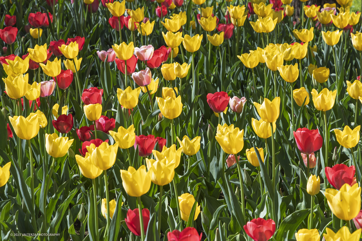 _G3I6902.jpg - 01/04/2023. Torino. La riapertura del parco del castello di Pralormo annuncia ogni anno la primavera con la straordinaria fioritura di piÃ¹ di 100.000 tulipani.. Nella foto la fioritura di diverse varietÃ  di tulipani tra i centomila facenti parte dell'impiantamento di ogni anno.