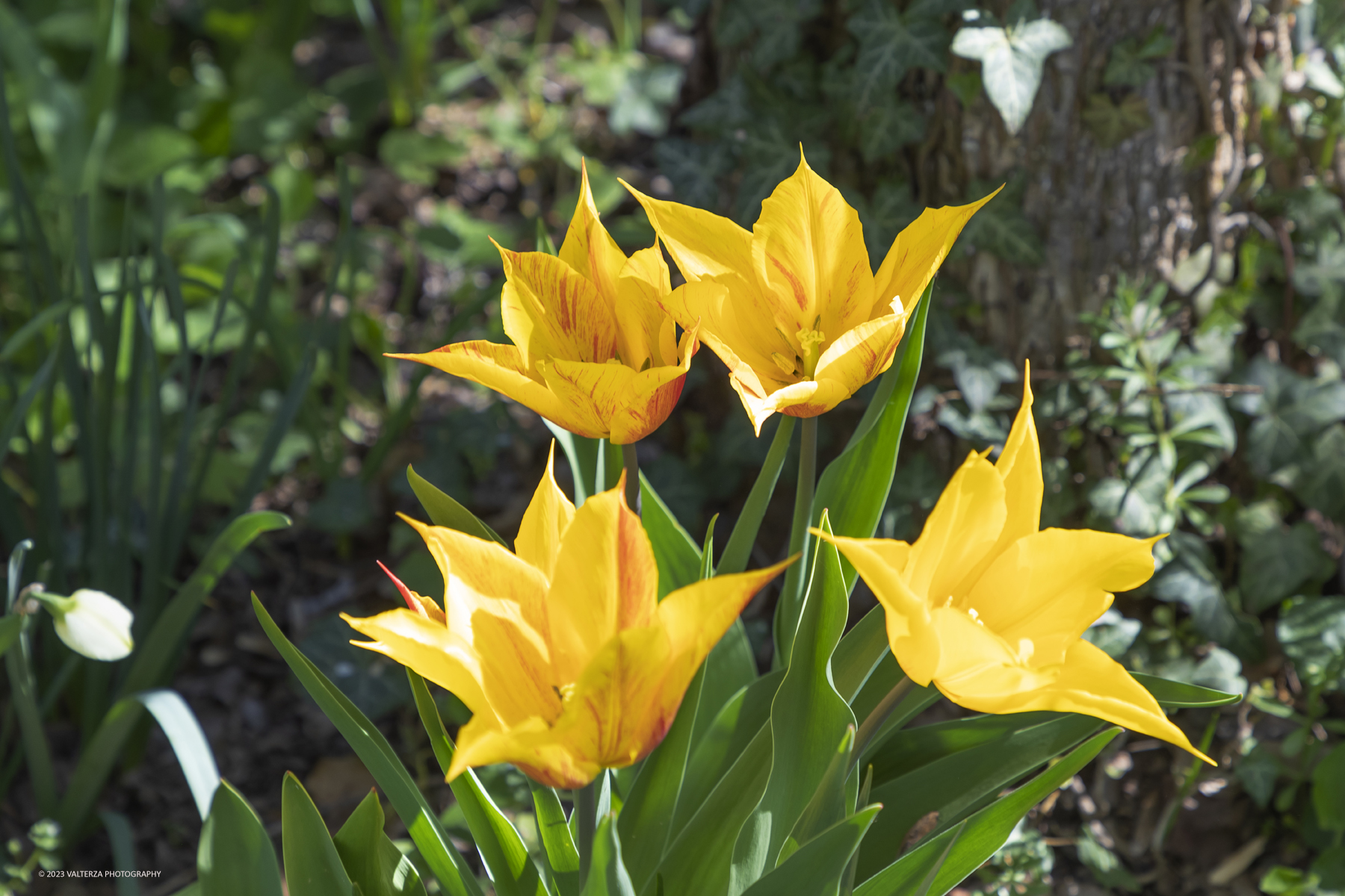 _G3I6909.jpg - 01/04/2023. Torino. La riapertura del parco del castello di Pralormo annuncia ogni anno la primavera con la straordinaria fioritura di piÃ¹ di 100.000 tulipani.. Nella foto la fioritura di diverse varietÃ  di tulipani tra i centomila facenti parte dell'impiantamento di ogni anno.