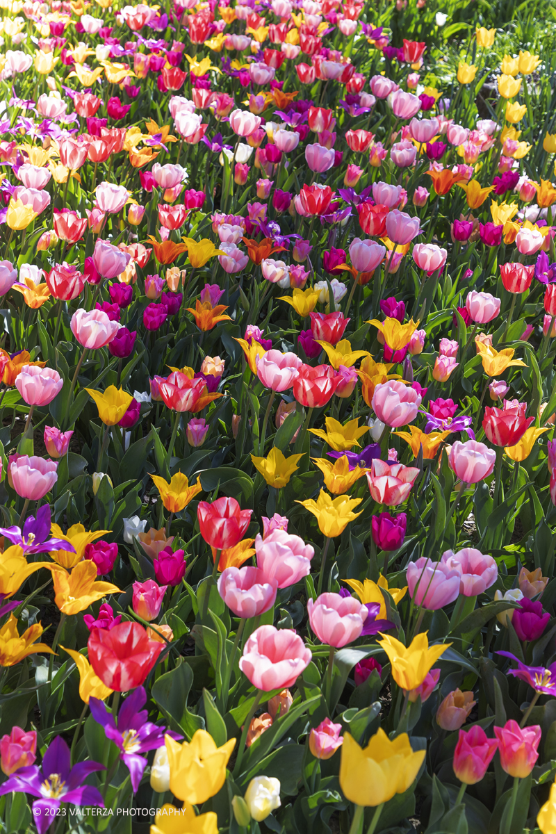 _G3I6914.jpg - 01/04/2023. Torino. La riapertura del parco del castello di Pralormo annuncia ogni anno la primavera con la straordinaria fioritura di piÃ¹ di 100.000 tulipani.. Nella foto la fioritura di diverse varietÃ  di tulipani tra i centomila facenti parte dell'impiantamento di ogni anno.