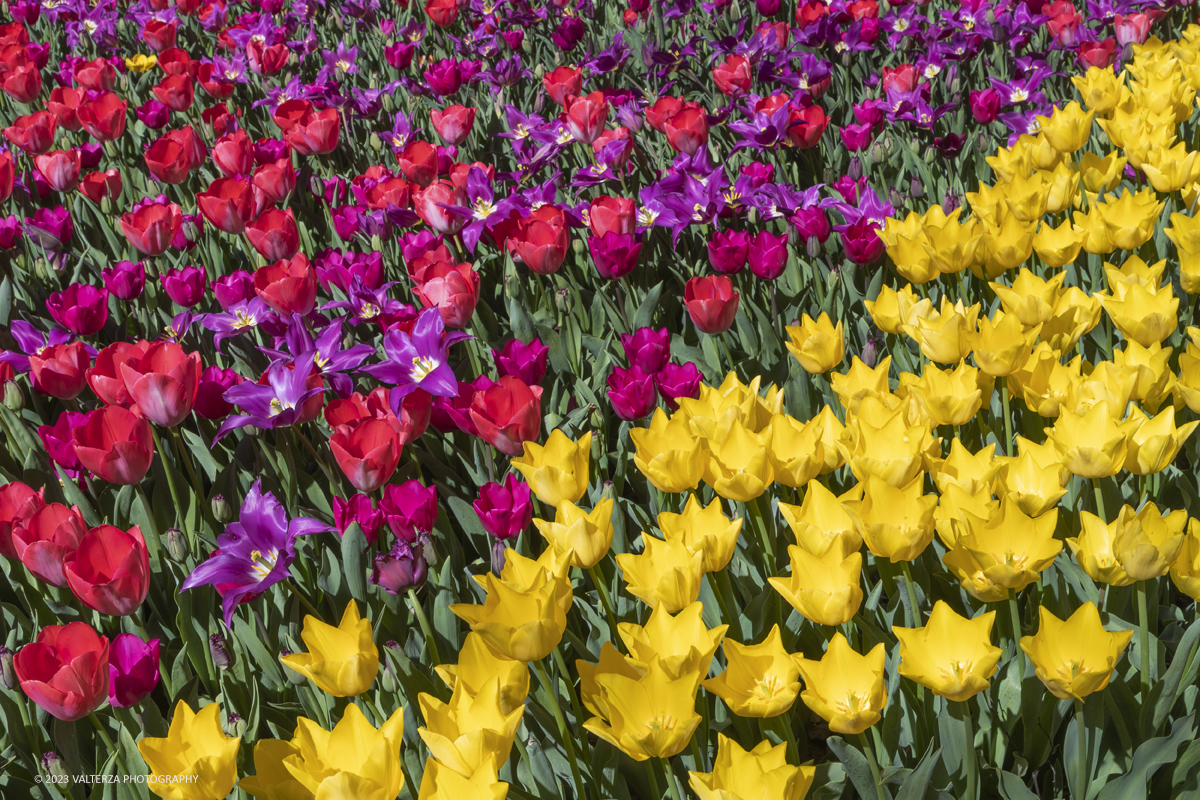 _G3I6921.jpg - 01/04/2023. Torino. La riapertura del parco del castello di Pralormo annuncia ogni anno la primavera con la straordinaria fioritura di piÃ¹ di 100.000 tulipani.. Nella foto la fioritura di diverse varietÃ  di tulipani tra i centomila facenti parte dell'impiantamento di ogni anno.