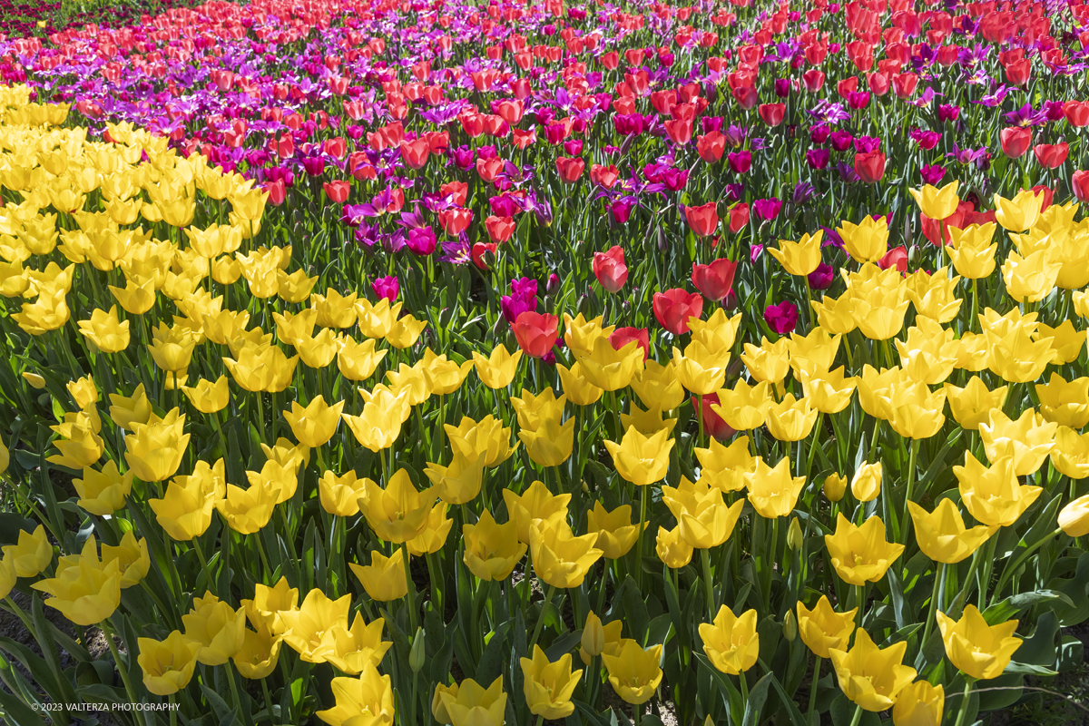 _G3I6925.jpg - 01/04/2023. Torino. La riapertura del parco del castello di Pralormo annuncia ogni anno la primavera con la straordinaria fioritura di piÃ¹ di 100.000 tulipani.. Nella foto