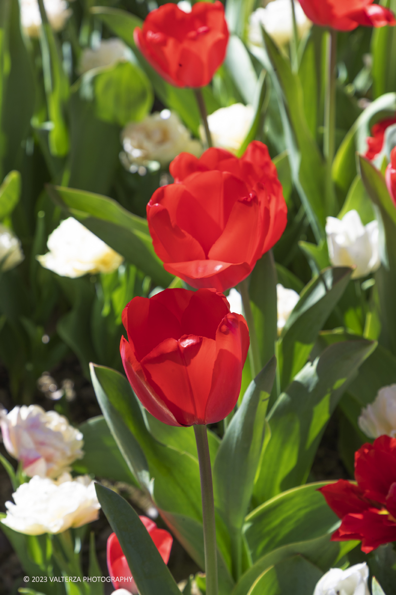 _G3I6939.jpg - 01/04/2023. Torino. La riapertura del parco del castello di Pralormo annuncia ogni anno la primavera con la straordinaria fioritura di piÃ¹ di 100.000 tulipani.. Nella foto