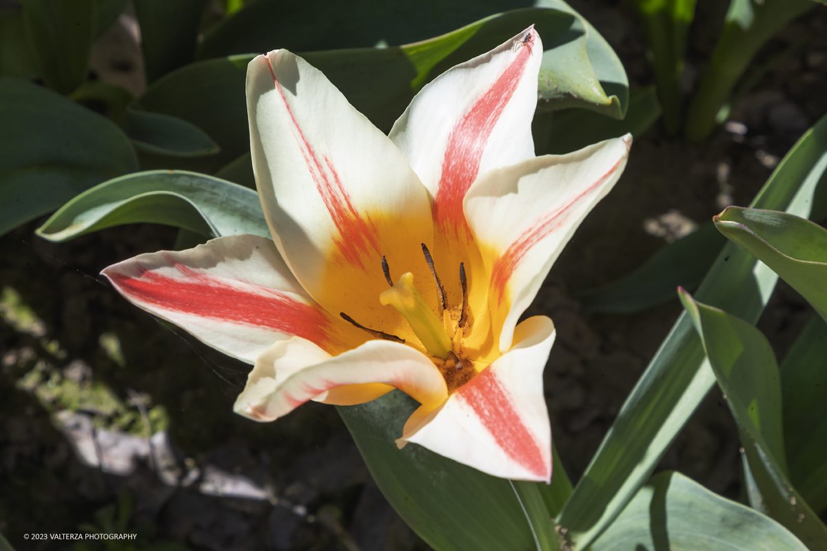 _G3I6945.jpg - 01/04/2023. Torino. La riapertura del parco del castello di Pralormo annuncia ogni anno la primavera con la straordinaria fioritura di piÃ¹ di 100.000 tulipani.. Nella foto