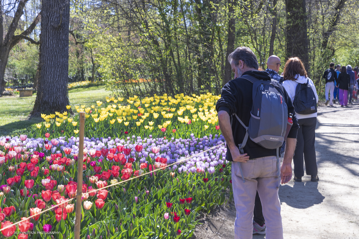 _G3I6960.jpg - 01/04/2023. Torino. La riapertura del parco del castello di Pralormo annuncia ogni anno la primavera con la straordinaria fioritura di piÃ¹ di 100.000 tulipani.. Nella foto la fioritura di diverse varietÃ  di tulipani tra i centomila facenti parte dell'impiantamento di ogni anno.