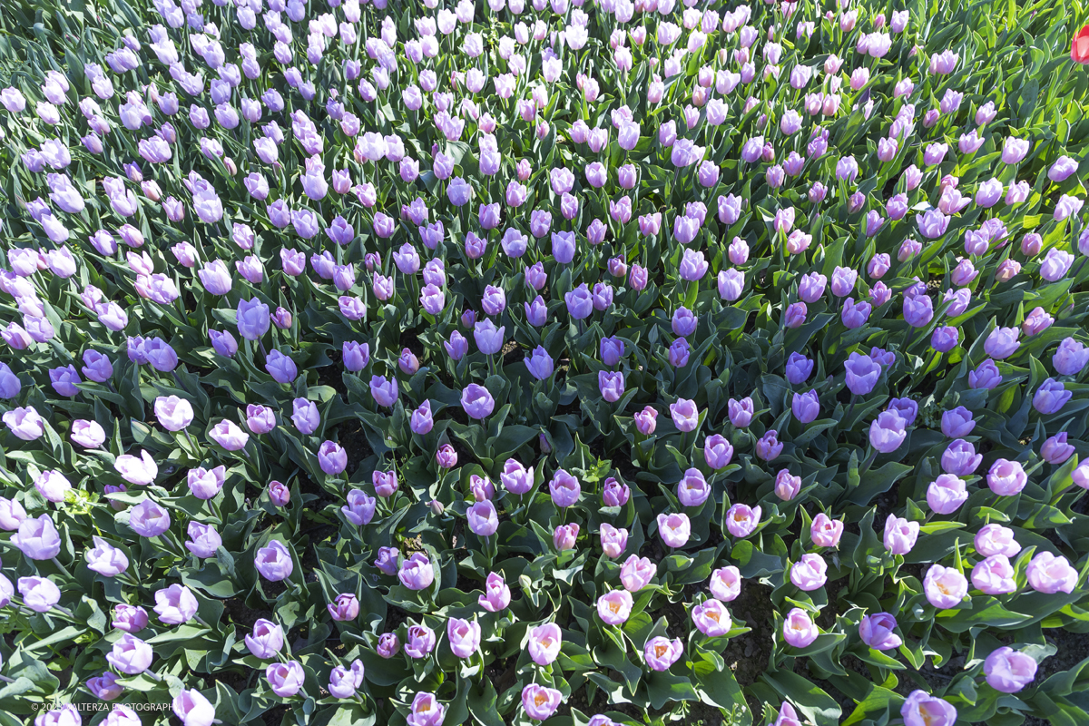 _G3I6971.jpg - 01/04/2023. Torino. La riapertura del parco del castello di Pralormo annuncia ogni anno la primavera con la straordinaria fioritura di piÃ¹ di 100.000 tulipani.. Nella foto la fioritura di diverse varietÃ  di tulipani tra i centomila facenti parte dell'impiantamento di ogni anno.