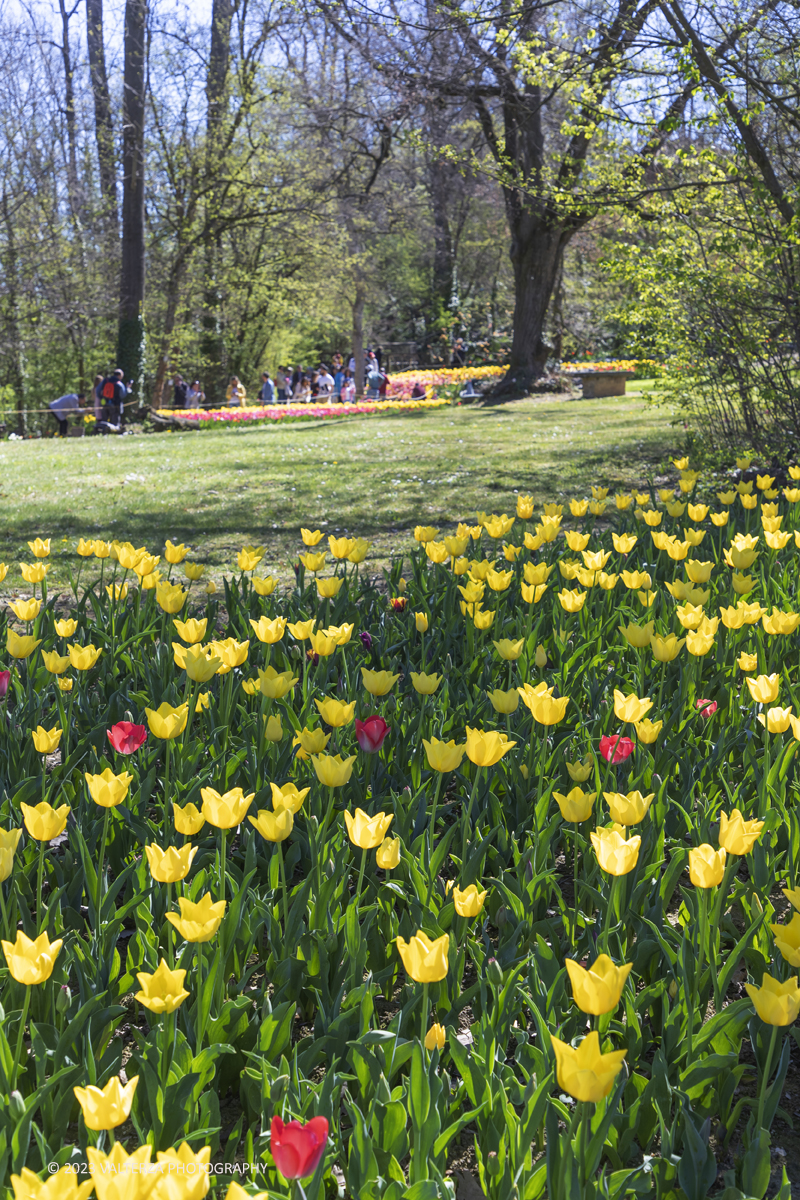 _G3I6982.jpg - 01/04/2023. Torino. La riapertura del parco del castello di Pralormo annuncia ogni anno la primavera con la straordinaria fioritura di piÃ¹ di 100.000 tulipani.. Nella foto la fioritura di diverse varietÃ  di tulipani tra i centomila facenti parte dell'impiantamento di ogni anno.