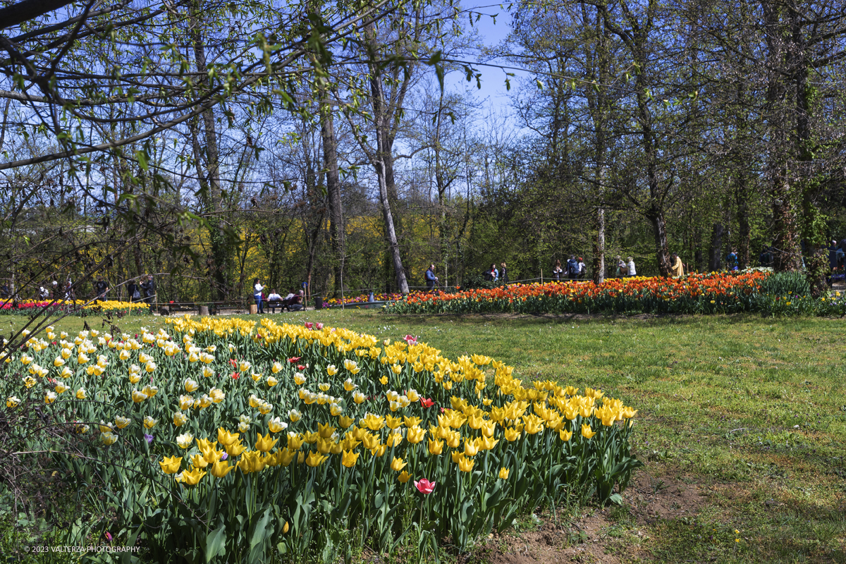 _G3I6990.jpg - 01/04/2023. Torino. La riapertura del parco del castello di Pralormo annuncia ogni anno la primavera con la straordinaria fioritura di piÃ¹ di 100.000 tulipani.. Nella foto la fioritura di diverse varietÃ  di tulipani tra i centomila facenti parte dell'impiantamento di ogni anno.