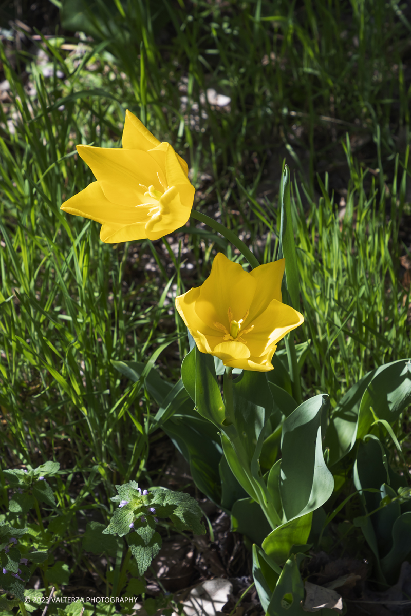 _G3I7000.jpg - 01/04/2023. Torino. La riapertura del parco del castello di Pralormo annuncia ogni anno la primavera con la straordinaria fioritura di piÃ¹ di 100.000 tulipani.. Nella foto la fioritura di diverse varietÃ  di tulipani tra i centomila facenti parte dell'impiantamento di ogni anno.