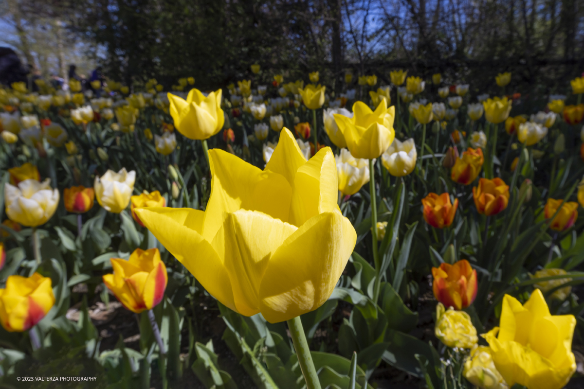 _G5A2455.jpg - 01/04/2023. Torino. La riapertura del parco del castello di Pralormo annuncia ogni anno la primavera con la straordinaria fioritura di piÃ¹ di 100.000 tulipani.. Nella foto a fioritura di diverse varietÃ  di tulipani tra i centomila facenti parte dell'impiantamento di ogni anno.