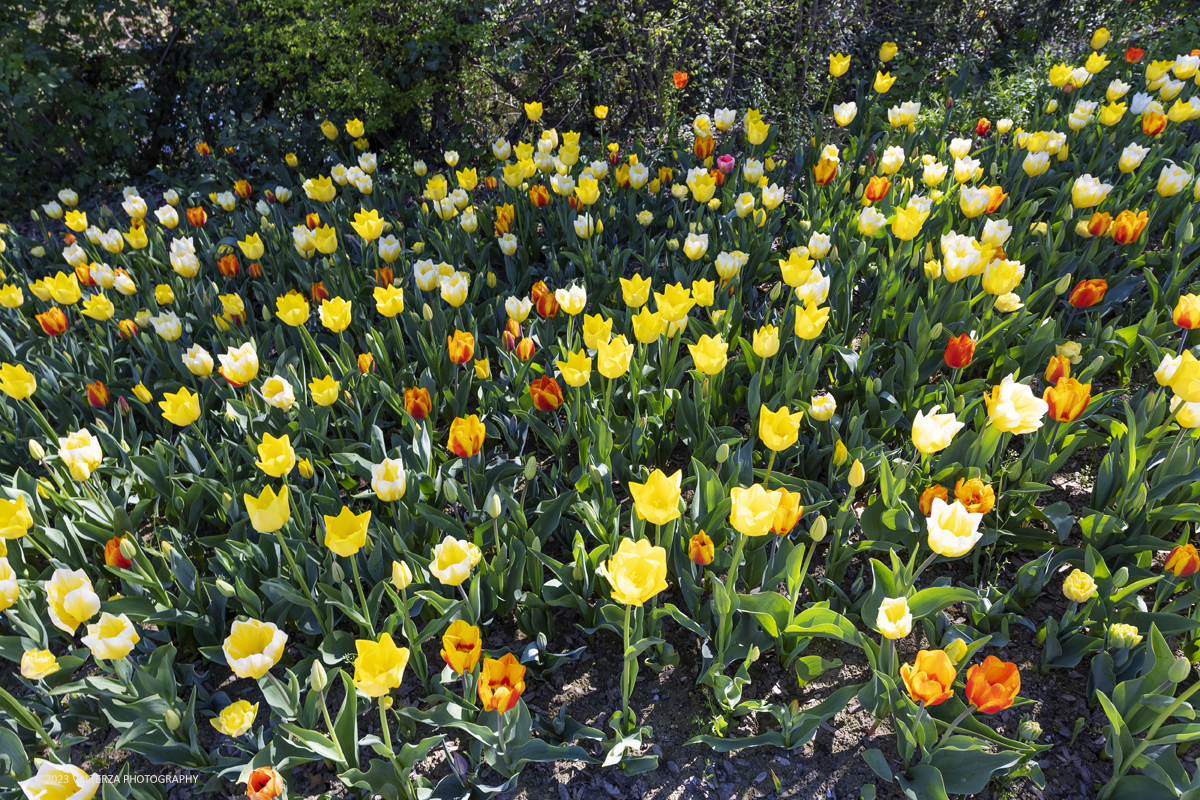 _G5A2458.jpg - 01/04/2023. Torino. La riapertura del parco del castello di Pralormo annuncia ogni anno la primavera con la straordinaria fioritura di piÃ¹ di 100.000 tulipani.. Nella foto a fioritura di diverse varietÃ  di tulipani tra i centomila facenti parte dell'impiantamento di ogni anno.