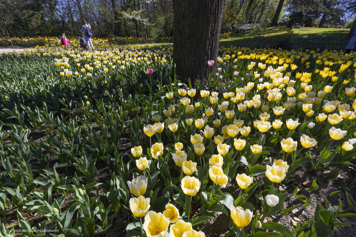 _G5A2474.jpg - 01/04/2023. Torino. La riapertura del parco del castello di Pralormo annuncia ogni anno la primavera con la straordinaria fioritura di piÃ¹ di 100.000 tulipani.. Nella foto a fioritura di diverse varietÃ  di tulipani tra i centomila facenti parte dell'impiantamento di ogni anno.