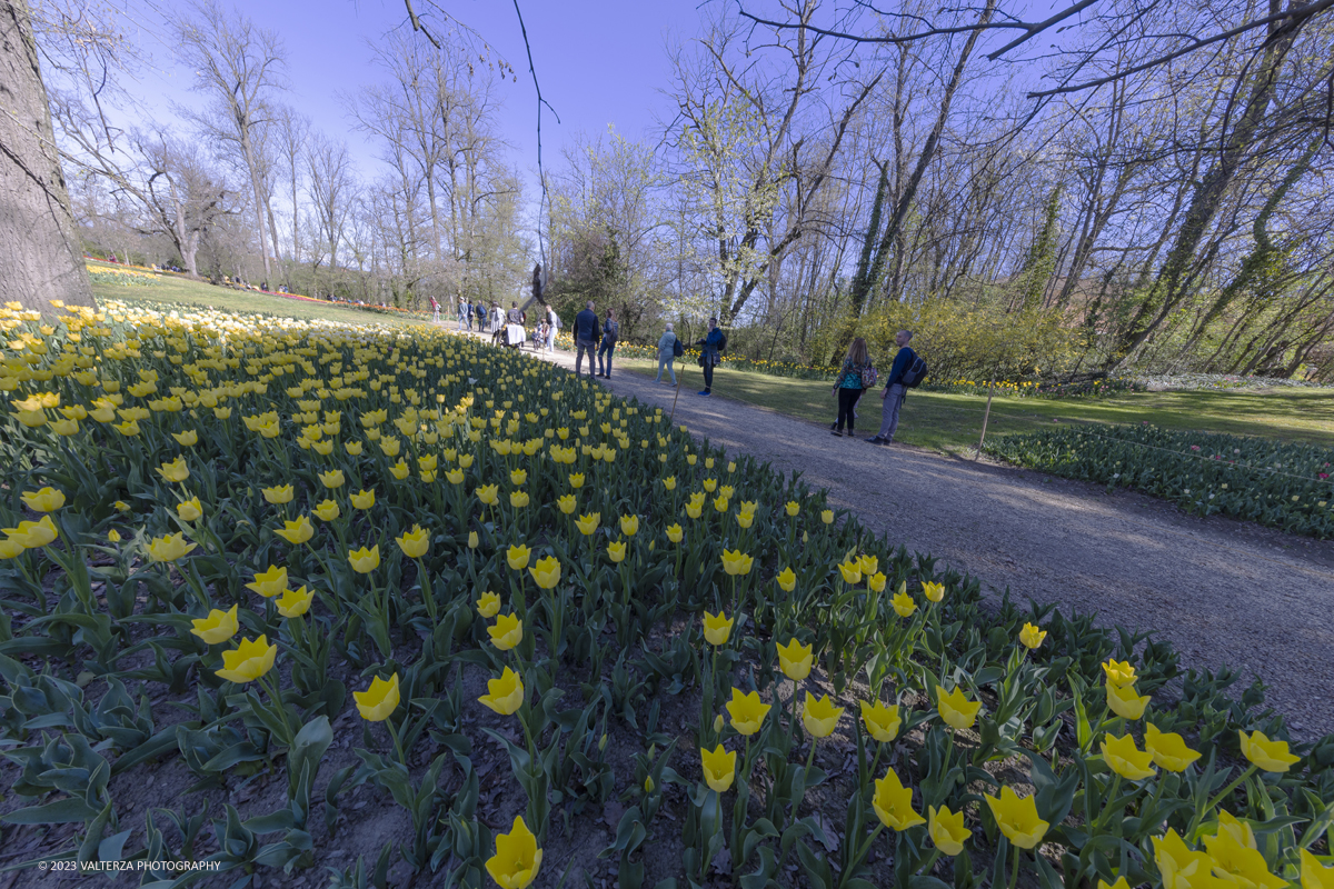 _G5A2487.jpg - 01/04/2023. Torino. La riapertura del parco del castello di Pralormo annuncia ogni anno la primavera con la straordinaria fioritura di piÃ¹ di 100.000 tulipani.. Nella foto a fioritura di diverse varietÃ  di tulipani tra i centomila facenti parte dell'impiantamento di ogni anno.