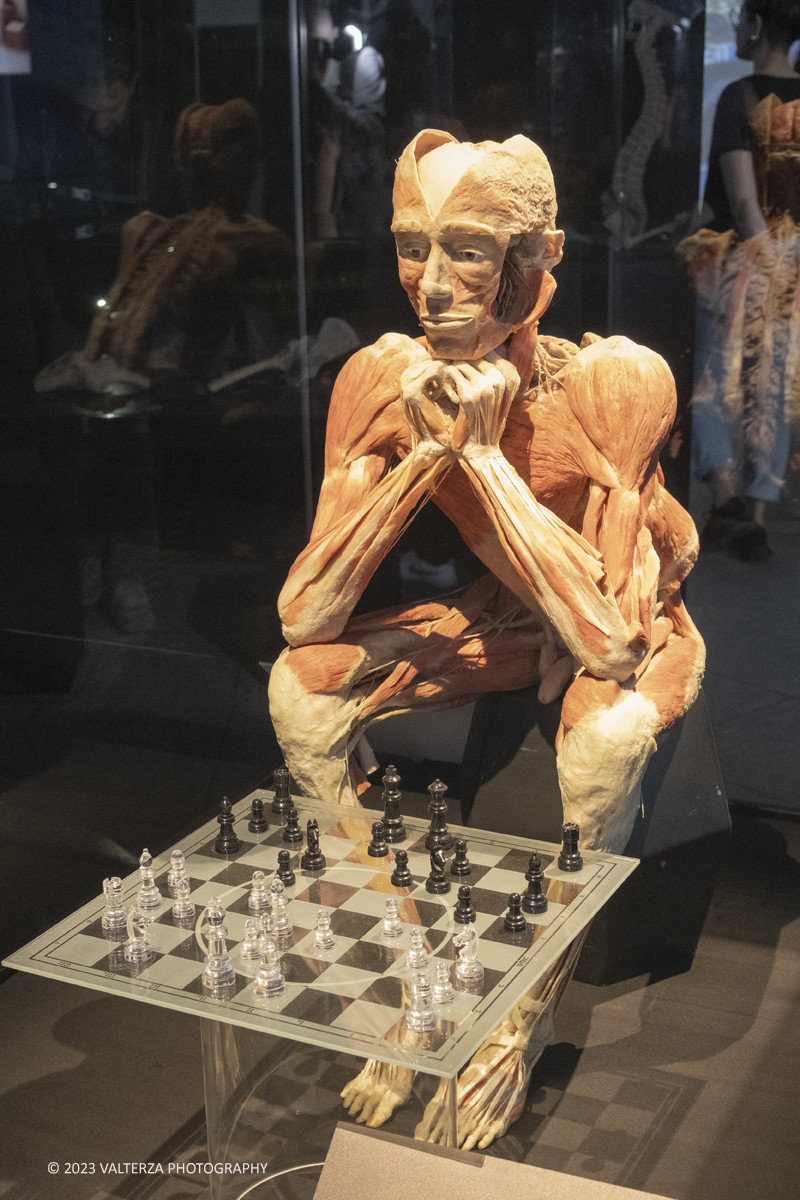 _DSF5217.jpg - 15/09/20223. Torino. La Sala degli Stemmi della Stazione di Torino Porta Nuova ospita, dal 15 settembre 2023 al 14 gennaio 2024, la nuova mostra originale â€œBody Worlds Vitalâ€�. Nella foto giocatore di scacchi