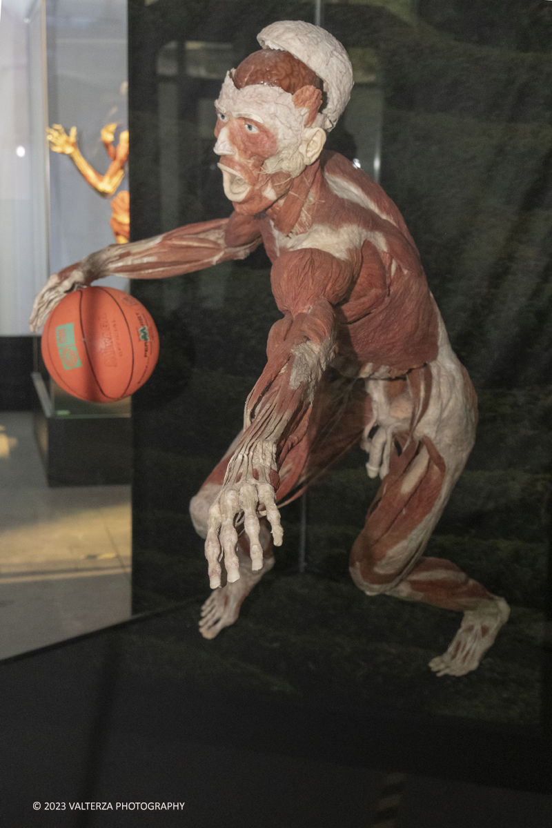 _DSF5235.jpg - 15/09/20223. Torino. La Sala degli Stemmi della Stazione di Torino Porta Nuova ospita, dal 15 settembre 2023 al 14 gennaio 2024, la nuova mostra originale â€œBody Worlds Vitalâ€�. Nella foto gesto atletico di un giocatore di basket