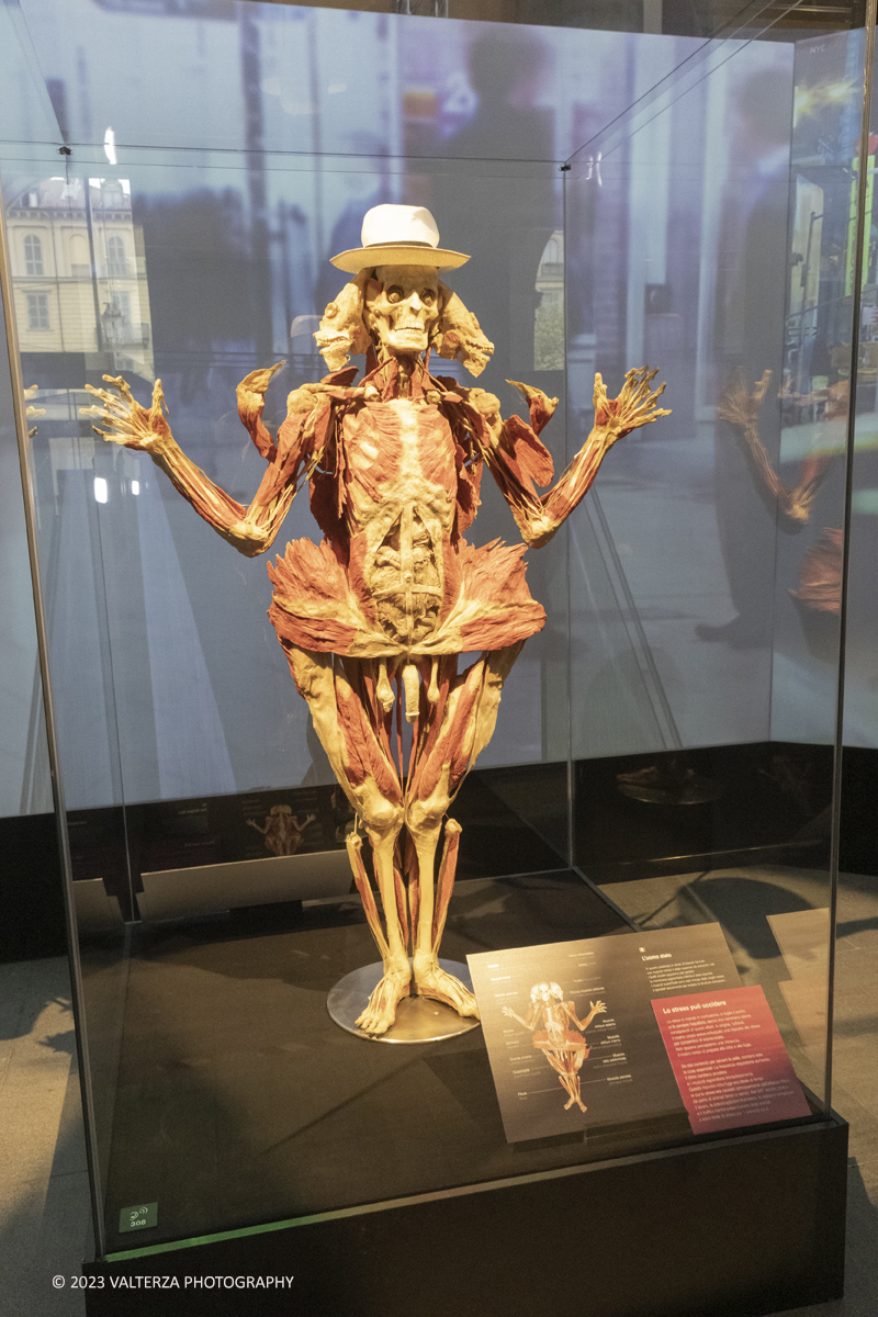 _DSF5243.jpg - 15/09/20223. Torino. La Sala degli Stemmi della Stazione di Torino Porta Nuova ospita, dal 15 settembre 2023 al 14 gennaio 2024, la nuova mostra originale â€œBody Worlds Vitalâ€�. Nella foto area dedicata allo stress della vita odierna