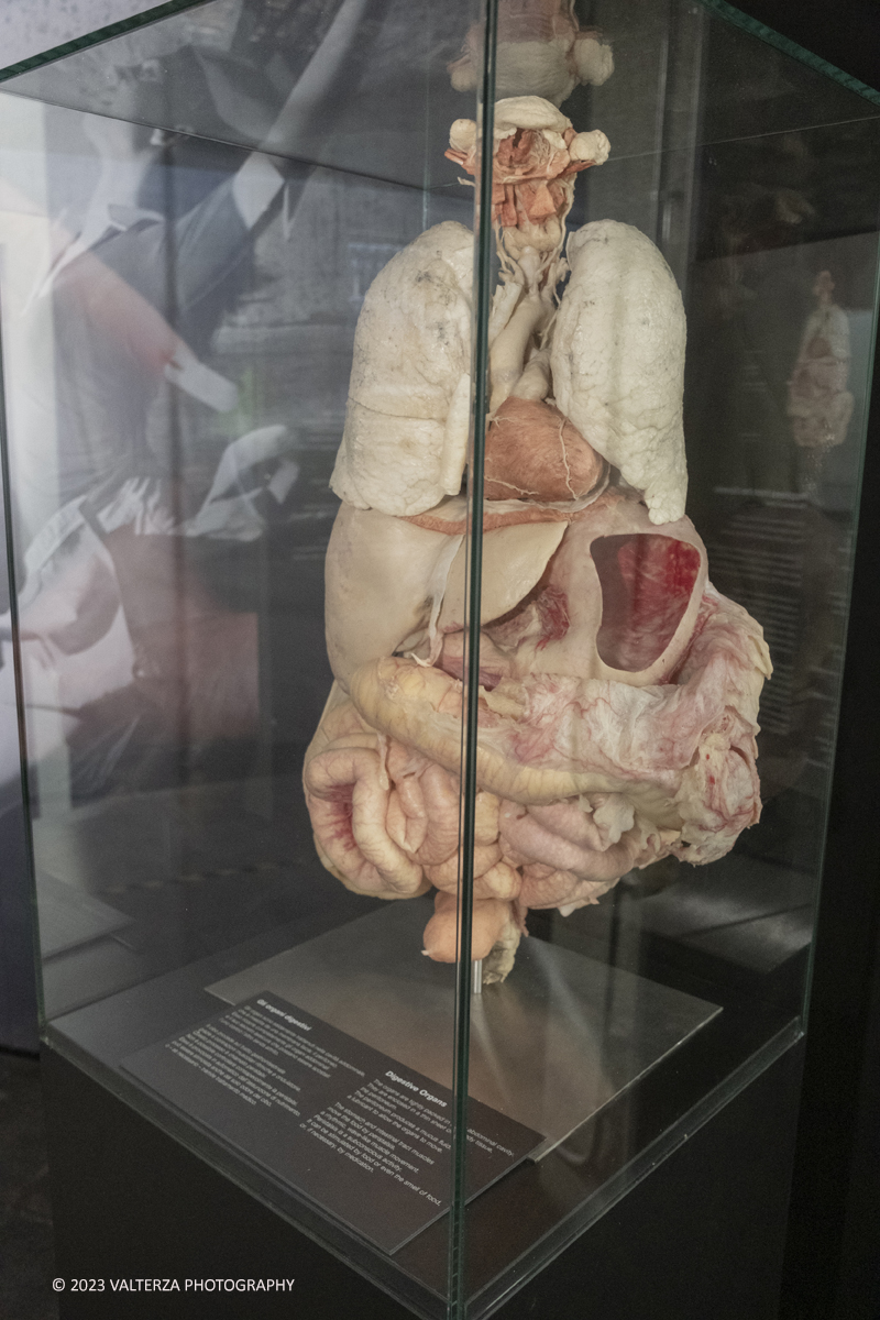 _DSF5266.jpg - 15/09/20223. Torino. La Sala degli Stemmi della Stazione di Torino Porta Nuova ospita, dal 15 settembre 2023 al 14 gennaio 2024, la nuova mostra originale â€œBody Worlds Vitalâ€�. Nella foto gli organi della digestione