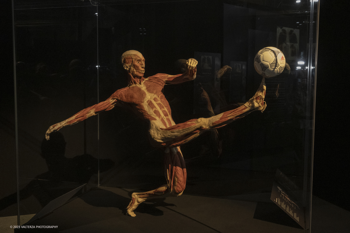 _DSF5278.jpg - 15/09/20223. Torino. La Sala degli Stemmi della Stazione di Torino Porta Nuova ospita, dal 15 settembre 2023 al 14 gennaio 2024, la nuova mostra originale â€œBody Worlds Vitalâ€�. Nella foto il gesto atletico di un calciatore