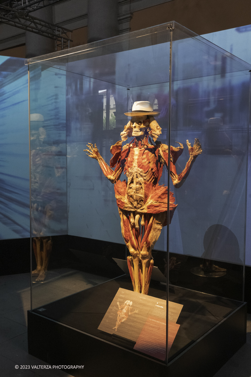 _DSF5331.jpg - 15/09/20223. Torino. La Sala degli Stemmi della Stazione di Torino Porta Nuova ospita, dal 15 settembre 2023 al 14 gennaio 2024, la nuova mostra originale â€œBody Worlds Vitalâ€�. Nella foto area dedicata allo stress della vita odierna