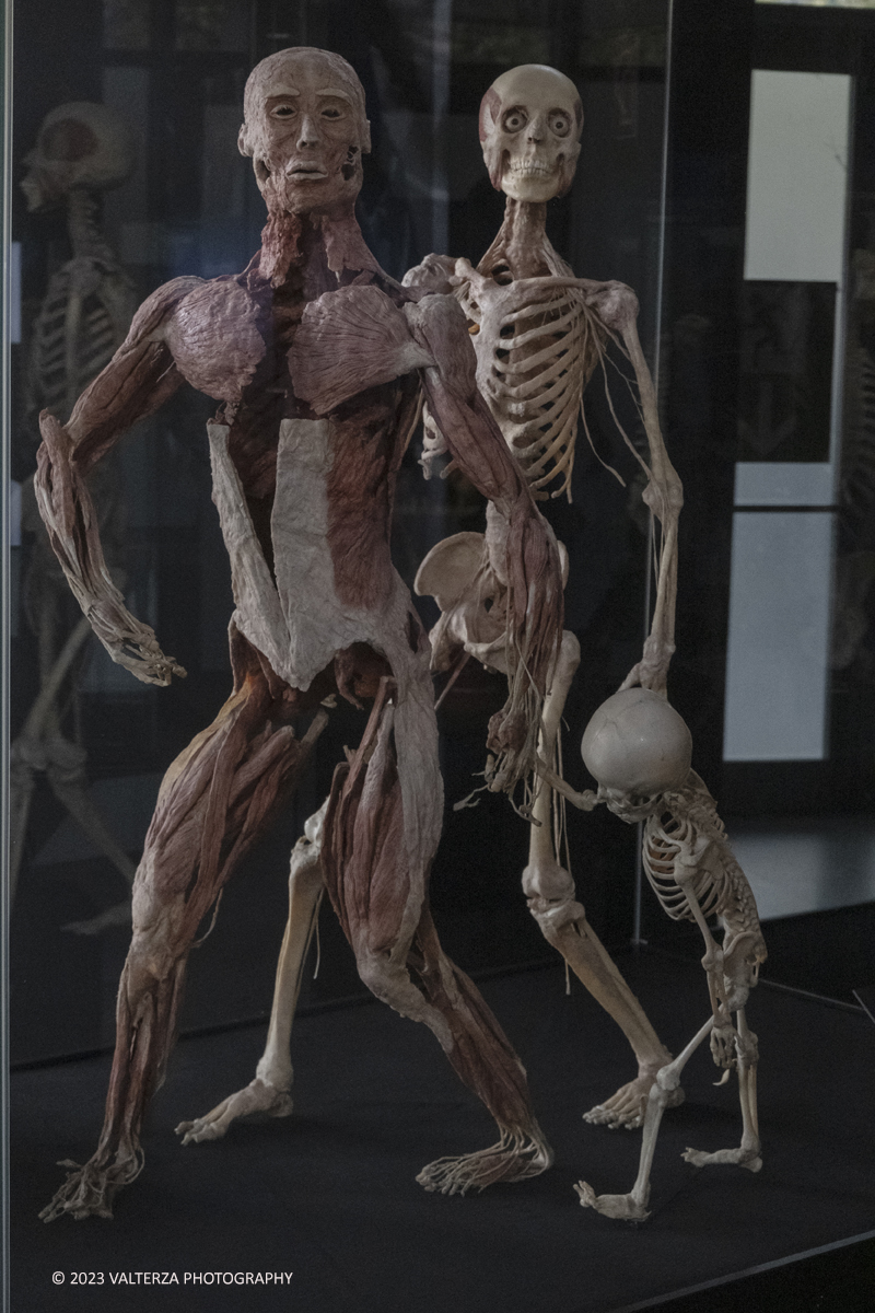 _DSF5347.jpg - 15/09/20223. Torino. La Sala degli Stemmi della Stazione di Torino Porta Nuova ospita, dal 15 settembre 2023 al 14 gennaio 2024, la nuova mostra originale â€œBody Worlds Vitalâ€�. Nella foto coppia con bambino