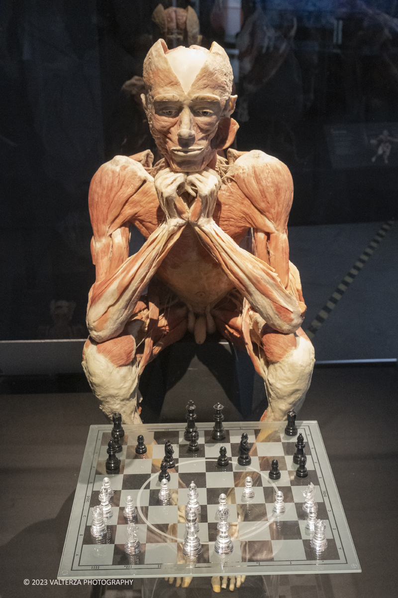 _DSF5353.jpg - 15/09/20223. Torino. La Sala degli Stemmi della Stazione di Torino Porta Nuova ospita, dal 15 settembre 2023 al 14 gennaio 2024, la nuova mostra originale â€œBody Worlds Vitalâ€�. Nella foto giocatore di scacchi