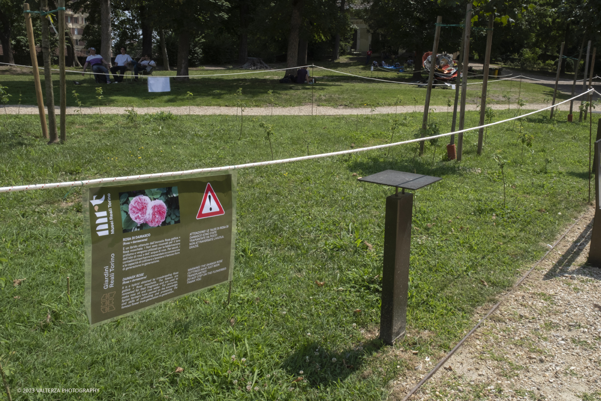 _DSF6851.jpg - 04/07/2023. Torino. Una mostra fotografica, unâ€™installazione artistica e un programma di eventi promuovono il patrimonio culturale siriano attraverso la conoscenza della secolare coltivazione e trasformazione del fiore, Patrimonio Immateriale dellâ€™UmanitÃ  UNESCO. Nella foto nei Giardini Reali, lâ€™aiuola del Bastion Verde accoglie la piantumazione di centinaia di esemplari di Rosa damascena provenienti dalla Siria