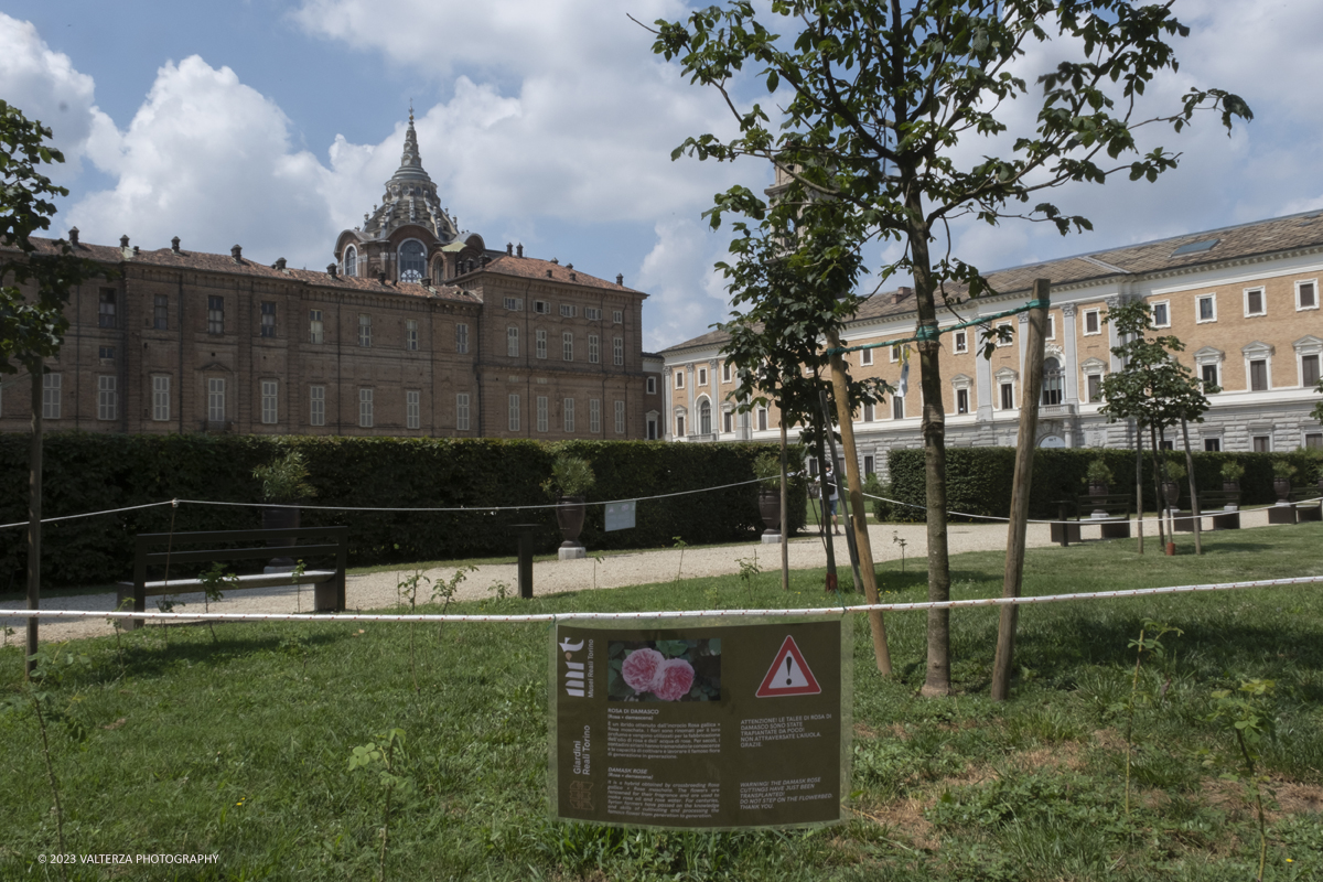 _DSF6860.jpg - 04/07/2023. Torino. Una mostra fotografica, unâ€™installazione artistica e un programma di eventi promuovono il patrimonio culturale siriano attraverso la conoscenza della secolare coltivazione e trasformazione del fiore, Patrimonio Immateriale dellâ€™UmanitÃ  UNESCO. Nella foto nei Giardini Reali, lâ€™aiuola del Bastion Verde accoglie la piantumazione di centinaia di esemplari di Rosa damascena provenienti dalla Siria