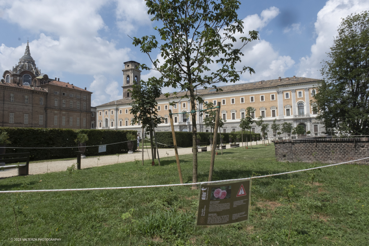 _DSF6862.jpg - 04/07/2023. Torino. Una mostra fotografica, unâ€™installazione artistica e un programma di eventi promuovono il patrimonio culturale siriano attraverso la conoscenza della secolare coltivazione e trasformazione del fiore, Patrimonio Immateriale dellâ€™UmanitÃ  UNESCO. Nella foto nei Giardini Reali, lâ€™aiuola del Bastion Verde accoglie la piantumazione di centinaia di esemplari di Rosa damascena provenienti dalla Siria