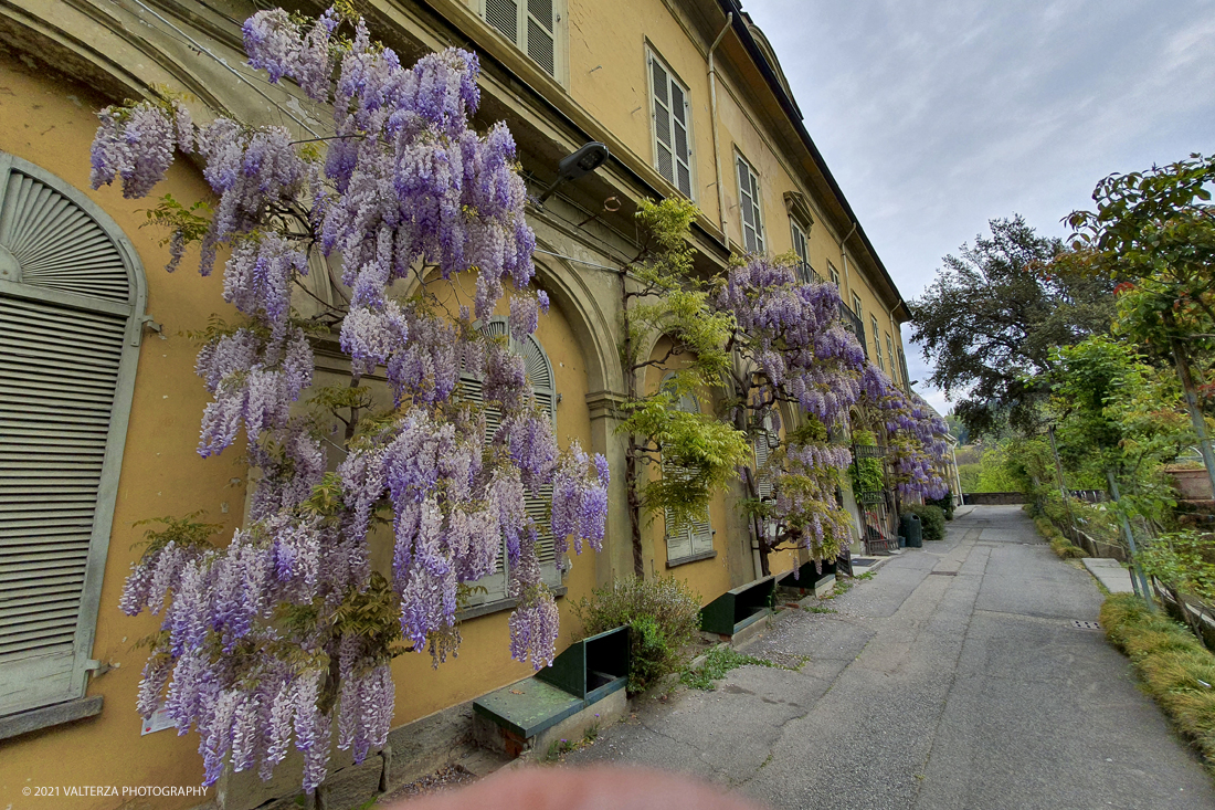 20210410_103106.jpg - Visita all'orto Botanico in occasione dell'apertura per la  Mostra mercato di piante riprodotte nell'Orto Botanico. Nella foto, fioritura di glicini sul lato est del giardino