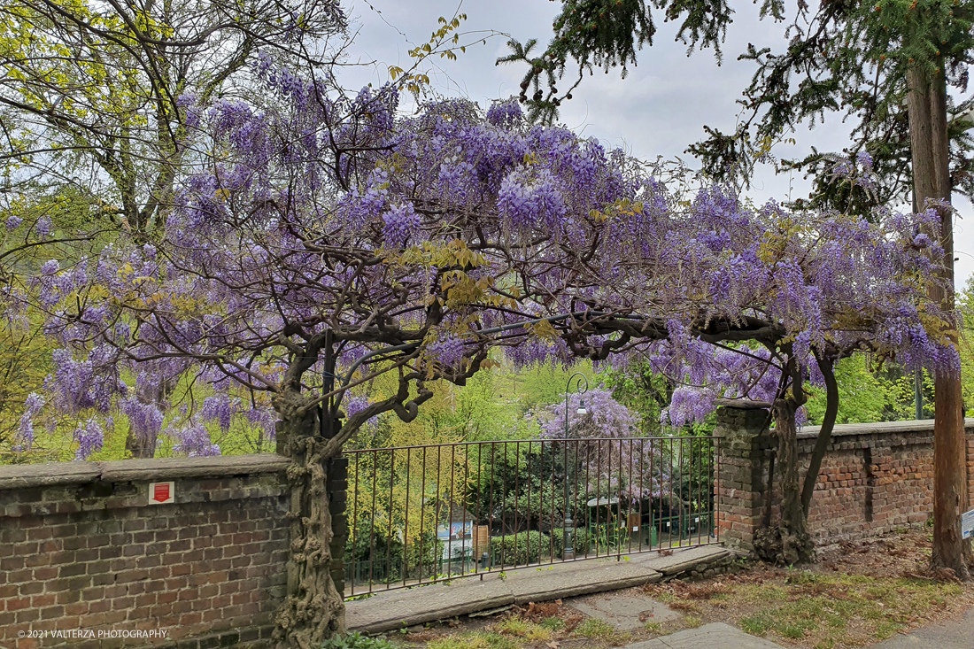 20210410_103238.jpg - Visita all'orto Botanico in occasione dell'apertura per la  Mostra mercato di piante riprodotte nell'Orto Botanico. Nella foto, fioritura di glicini sul lato nord del giardino