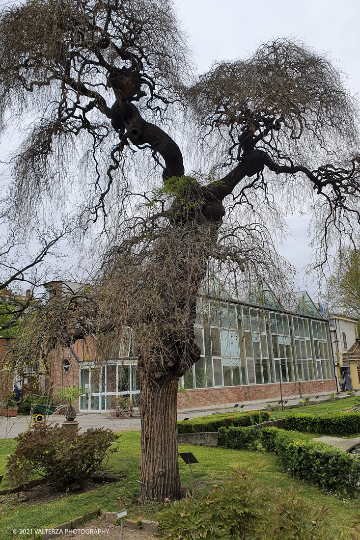 20210410_103851.jpg - Visita all'orto Botanico in occasione dell'apertura per la  Mostra mercato di piante riprodotte nell'Orto Botanico. Nella foto, pianta di Sophora japonica