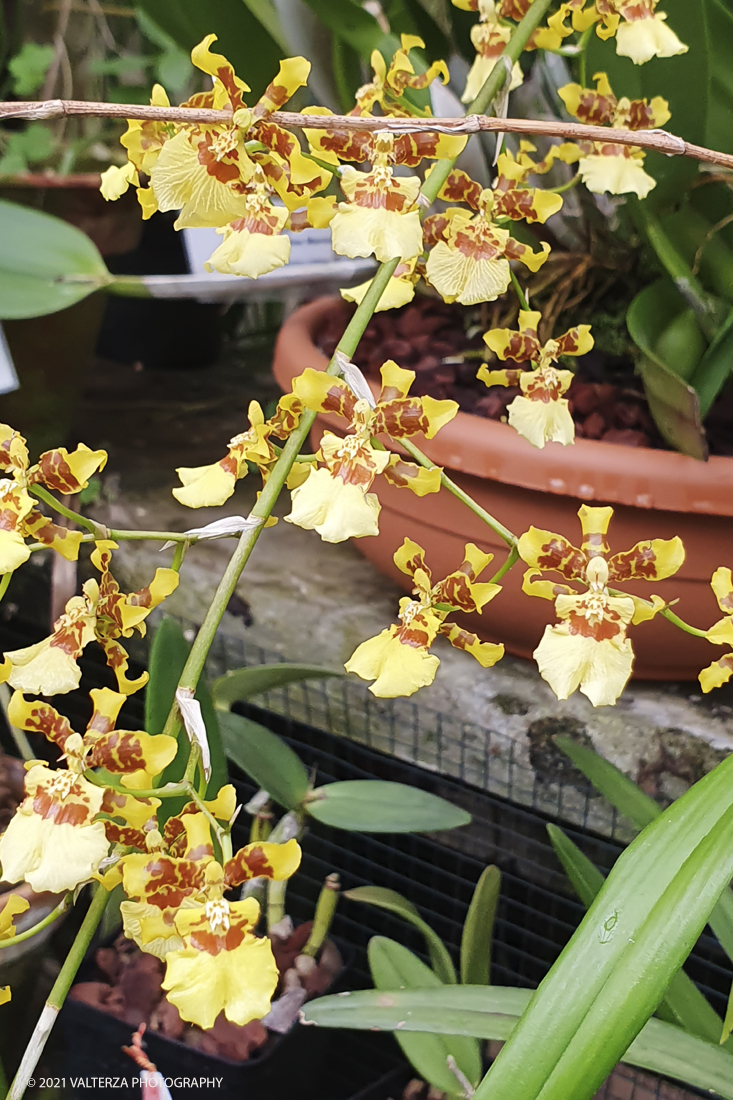 20210410_104816.jpg - Visita all'orto Botanico in occasione dell'apertura per la  Mostra mercato di piante riprodotte nell'Orto Botanico. Nella foto, la serra tropicale con alcune fioritura di orchidee (serra non ancora aperta al pubblico per le restrizioni anticovid)