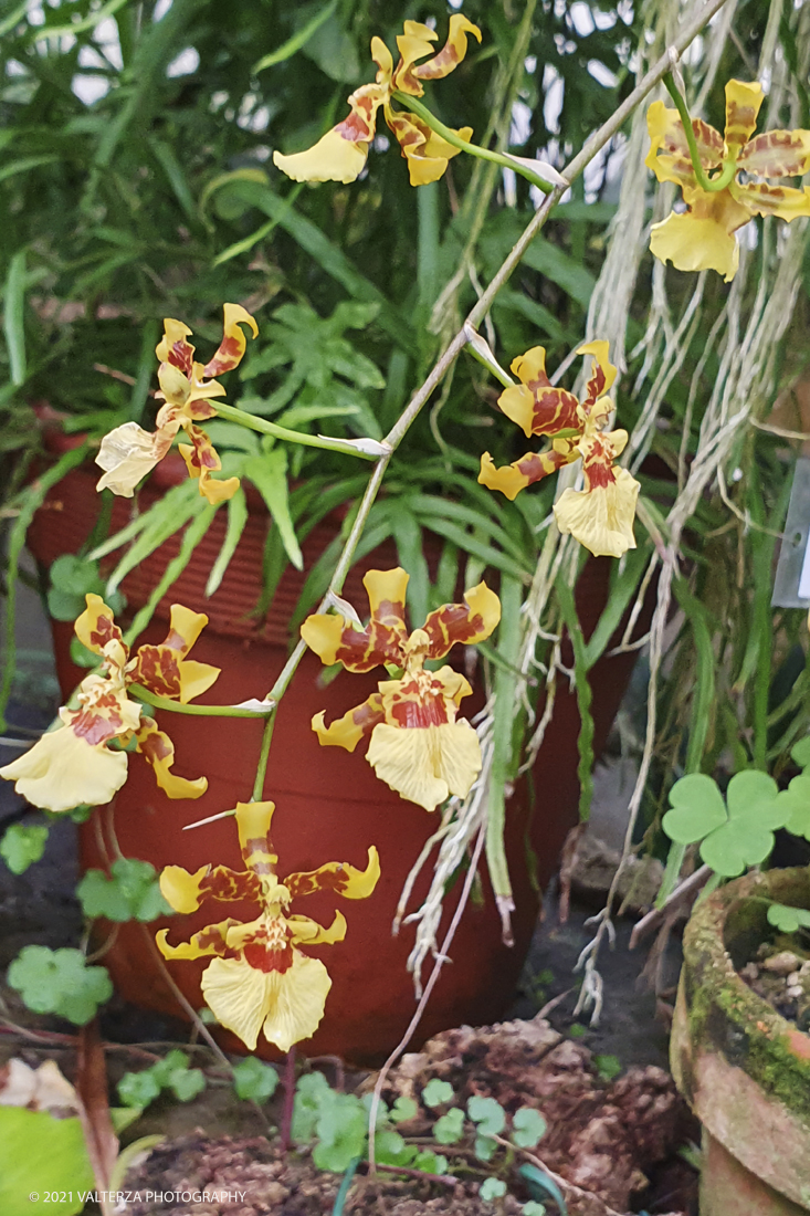 20210410_104832.jpg - Visita all'orto Botanico in occasione dell'apertura per la  Mostra mercato di piante riprodotte nell'Orto Botanico. Nella foto, la serra tropicale con alcune fioritura di orchidee (serra non ancora aperta al pubblico per le restrizioni anticovid)