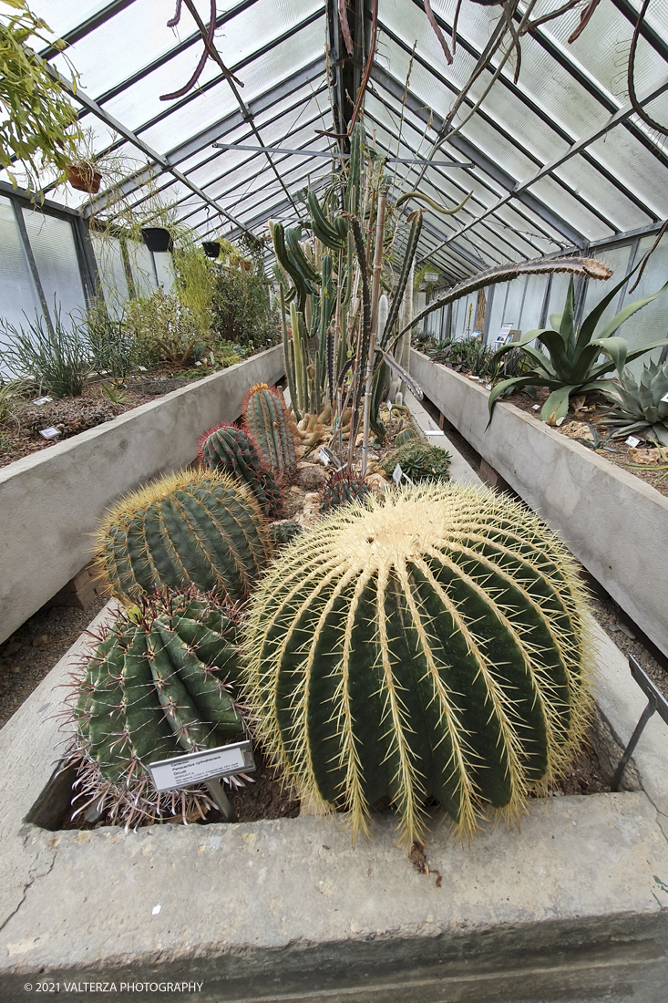 20210410_105139.jpg - Visita all'orto Botanico in occasione dell'apertura per la  Mostra mercato di piante riprodotte nell'Orto Botanico. Nella foto, la serra ( non aperta al pubblico) delle piante succulente