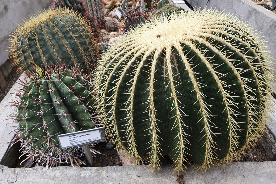 20210410_105155.jpg - Visita all'orto Botanico in occasione dell'apertura per la  Mostra mercato di piante riprodotte nell'Orto Botanico. Nella foto, la serra ( non aperta al pubblico) delle piante succulente, varietÃ  di Ferocactus cylindraceus