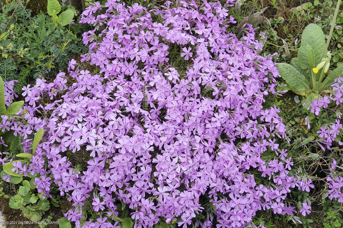 20210410_150730.jpg - Visita all'orto Botanico in occasione dell'apertura per la  Mostra mercato di piante riprodotte nell'Orto Botanico. Nella foto, fioritura di Phlox subulata