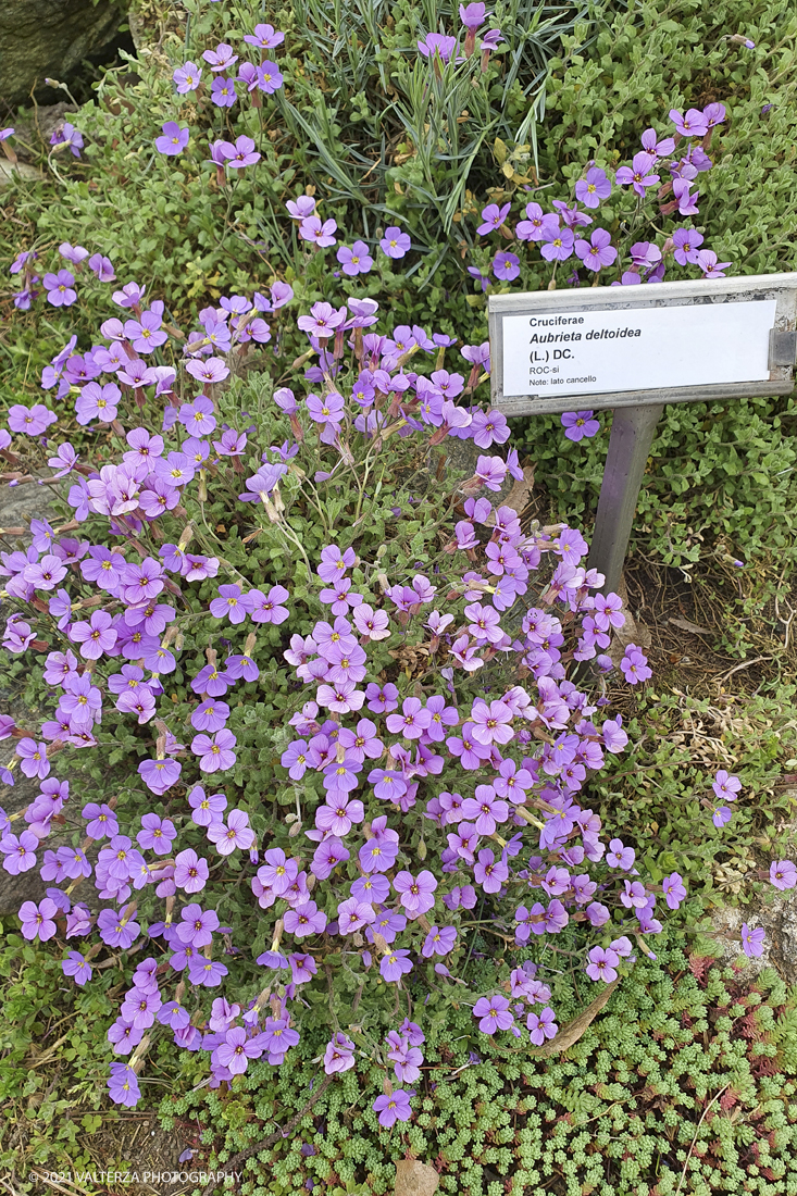 20210410_150905.jpg - Visita all'orto Botanico in occasione dell'apertura per la  Mostra mercato di piante riprodotte nell'Orto Botanico. Nella foto, fioritura nell'aiuola dell'Alpineto,