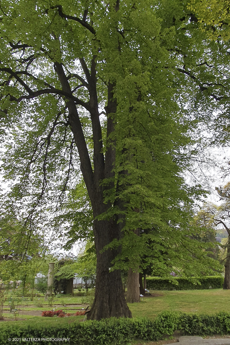 20210410_152159.jpg - Visita all'orto Botanico in occasione dell'apertura per la  Mostra mercato di piante riprodotte nell'Orto Botanico. Nella foto, essenze di alto fusto nella zona centrale del giardino