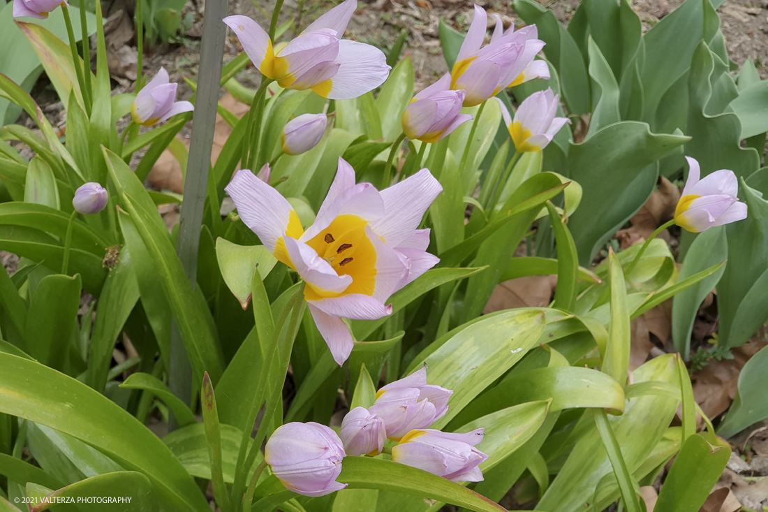 20210410_154133.jpg - Visita all'orto Botanico in occasione dell'apertura per la  Mostra mercato di piante riprodotte nell'Orto Botanico. Nella foto, Tulips saxatilis